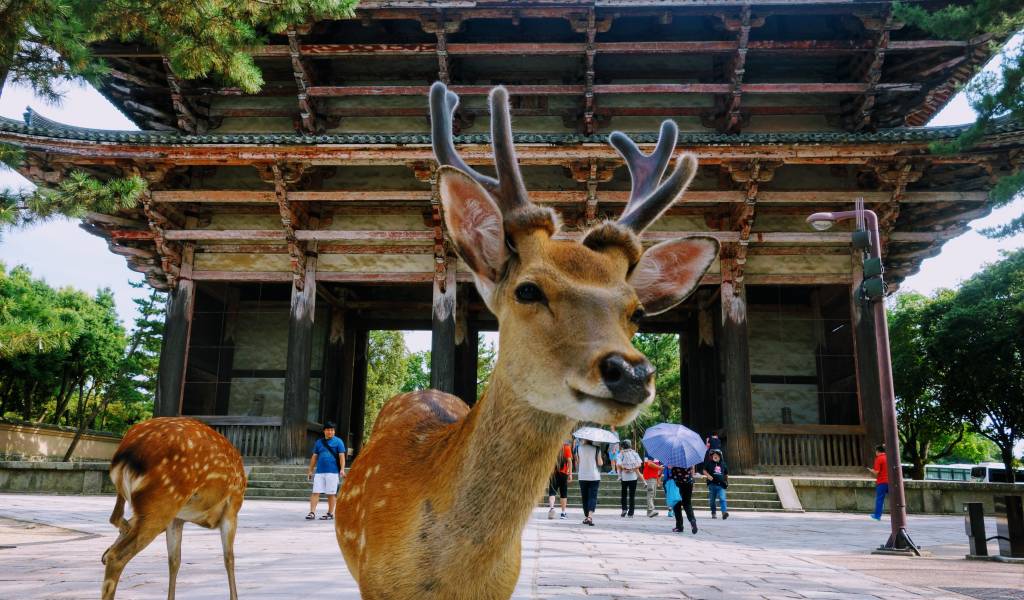 Ruta Nara de un día