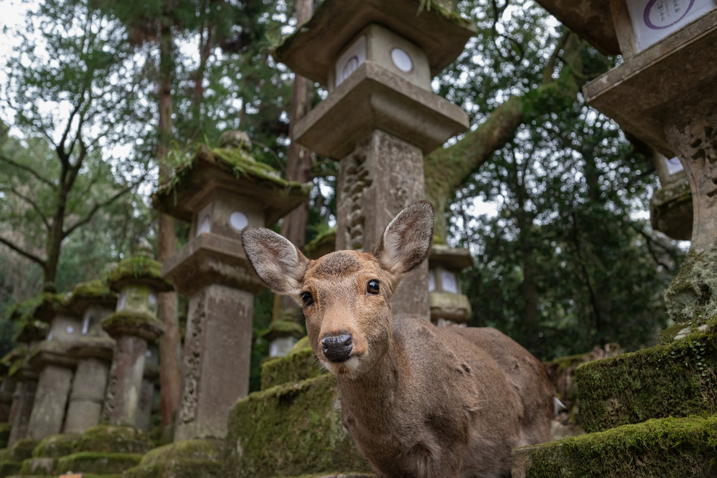 Nara One Day Tour